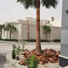 تقشير وتكريب وشنطني ونخل عربي واشجار