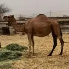 ناقه ساحليه العرضيات