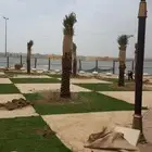 يوجد لدينا جميع انواع النخيل عربي واشنطن وتركيب الشبوك