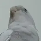 ذكر كروان اليف جدا  ولعوب