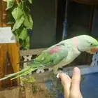 دره نيبالي ذكر