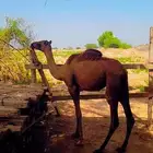 بكرة ساحلية حمرا
