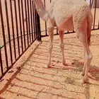 حوار عمر 4 شهور يوجد فديو واتس اب