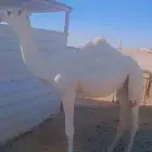 قعود مفرود