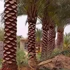 تنظيف النخيل تكريب وتلقيح النخيل مزارع زراعي مزارع نخل