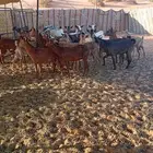 معزا معزى جنوبيه كايفه دفيع