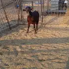 لاهل النوادر تيس مرسيانو