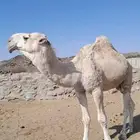 بعير للبيع