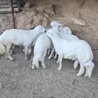 خرفان وتيوس فل شحم كفو ( يوجد ذبح وتوصيل )