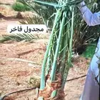 يوجد لدينا جميع انواع النخيل لتواصل