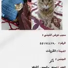 قط لتبني العمر سنه وخمس أشهر