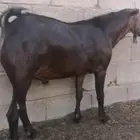 فحل أجم ادهم أدبس(تم البيع)