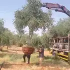 يوجد لدينا زيتون للبيع لتواصل