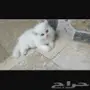 قطتين شيرازي 