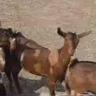 جفره جنوبية دافع