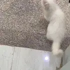 قطه شيرازي العمر شهرين