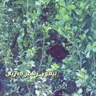 شتلات واشجار داخليه وخارجيه باسعار طيبه