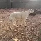 خروف فحل صنف الصنف