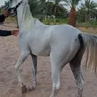 خيول للبيع
