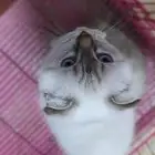 قط مهجن سكواتش على هملايا للبدل