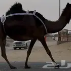 مجهم لقحه طيبه جدا وسليمه العذاريب