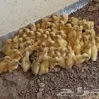 صوص بط بكين