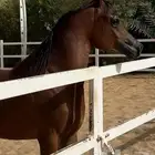 مهر عربي اصيل واهو