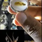 خاتم عقيق يماني مصور غزال ( نوادر )