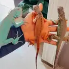 اقوانا متوفر تمارا