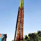 نخل واشنطني زينه