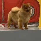 بومرينيان مستوردة لون ليلك نادر انثى للبيع