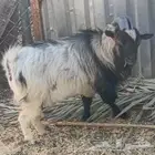 فحل ماعز قزمي طيب ويلحق العنز شرط