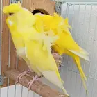 جوز هوقو لاتينو ((( تم البيع )))