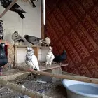 حمام باكستاني وقطايف