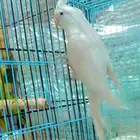 كروان ذكر البينو