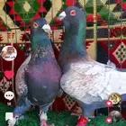 جميع_انواع_الحمام_الشامي_والزينه_ولاحم