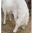 يوجد خرافان بلديات شرط ونضيفه كرامات ومبادي وثلاجه