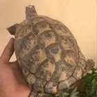 سلحفاة اليفه