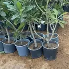 ياسمين هندي حجم كبير