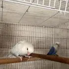 ذكر روز تربيه