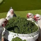 ازولا بديل العلف