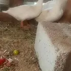 بط بلدي