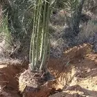 يوجد الدنيا جميع انواع النخيل المثمرة وزينه اتواصل جميع مناط