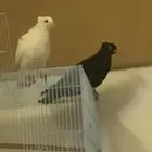 جوز حمام قطيف