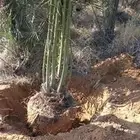 يوجد لدينا جميع انوع انخل عربي واشنطي