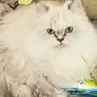 قطط بيور فارسي