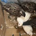 سمان البوب وايت