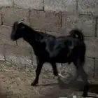 الشرقيه ابومعن