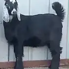 تيوس لباني ذبايح