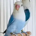 للبيع زوج فيشر فاخر دايلوت اوبلاين واي وينج اوبلاين